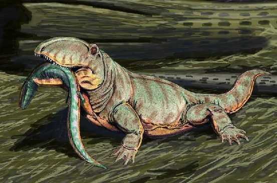 Les reptiles Les reptiles