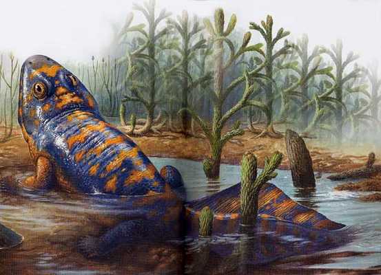 Les amphibiens Les amphibiens