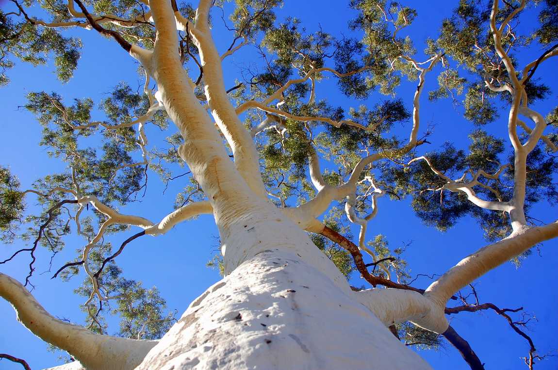 Ghost gum . Que voir